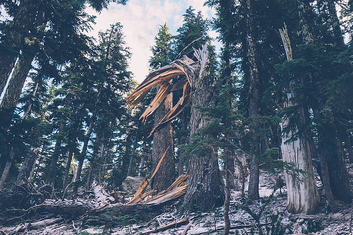 fallen tree, forest, tree, nature, outdoors