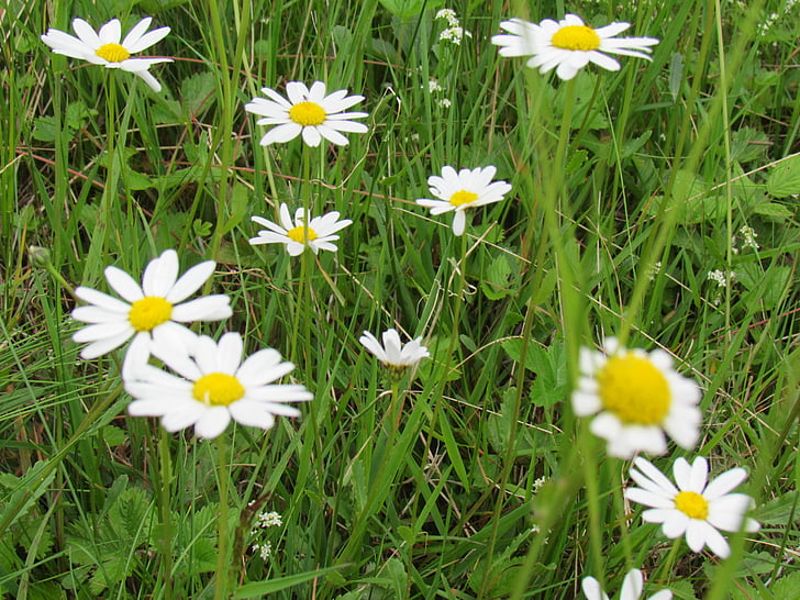 Kamilla, fű, valódi Kamilla, vadvirágok, nyári, természet, Daisy