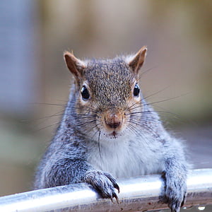 esquirol gris, esquirol, natura, vida silvestre, a l'exterior, animal