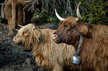 carne das terras altas, vaca, carne de bovino, salsicha, chifres, hochlandrind escocês
