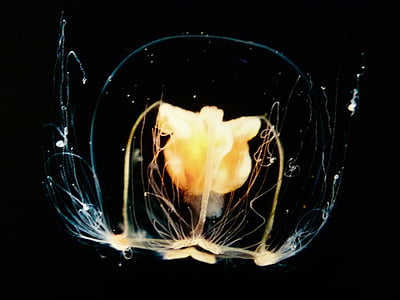 jellyfish, luminous, underwater, ocean life, water, beautiful, close-up