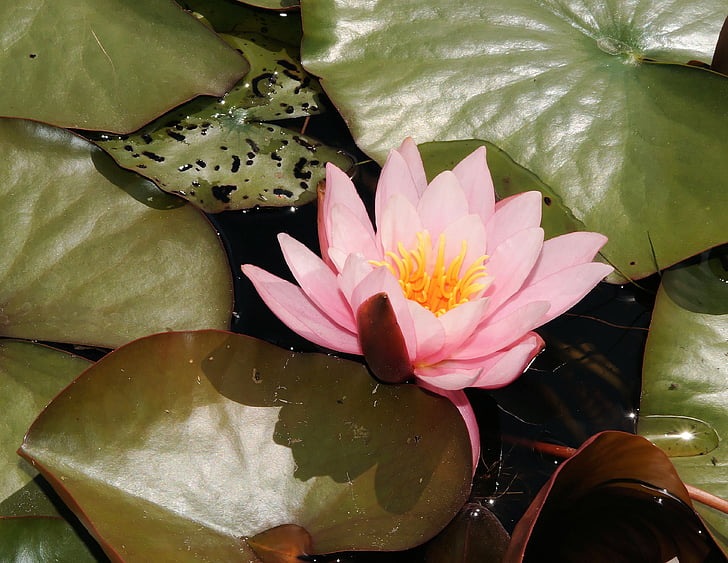 water lily, blossom, bloom, aquatic plant, pink, tender, leaves