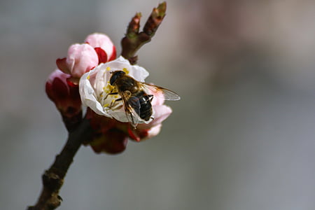 Bee, pollen, biavl, foder, bestøver, forår, honning