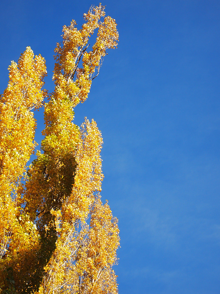 céu, azul, Poplar, natureza, olhar para cima, Claro, Outono
