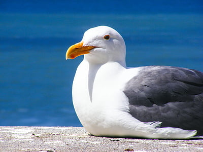 Blanco, negro, cerca de, cuerpo, durante el día, naturaleza, Seagull
