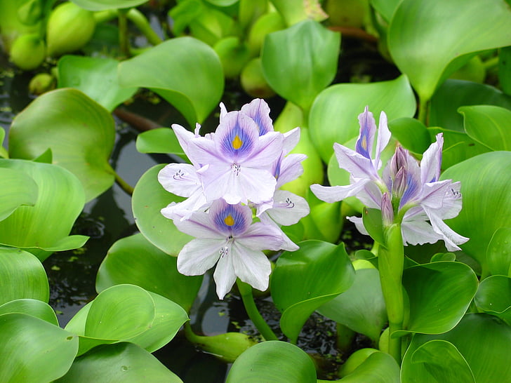 pond, plant, flower, park, green color, leaf, growth