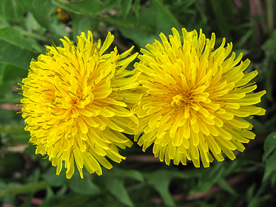 dandelion, yellow, nature, flowers, two of the dandelion