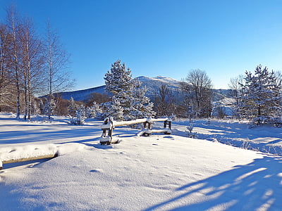 vinter, skov, sne, Frost, landskab, turisme, Panorama