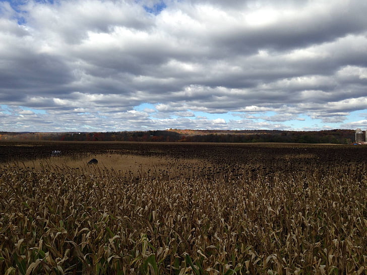 kukuričnom poli, jeseň, Sky, poľnohospodárstvo, pole, farma, kukurica