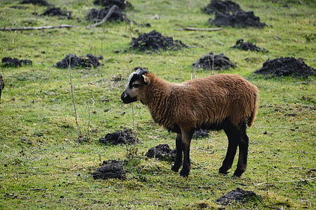 pecore, prato, natura, erba, agnello, pascolo, verde