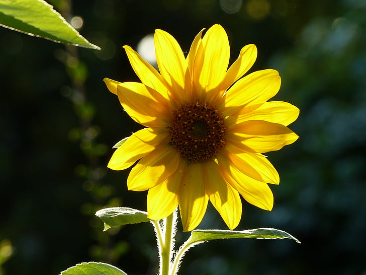dzeltena, gaiša, puķe, saulespuķes, zieds, Bloom, fona attēls