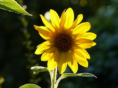 yellow, bright, flower, sunflower, blossom, bloom, background image