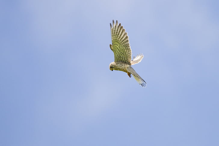 kestrel, falcon, vibrating flight, raptor, freilebend, bird, flying