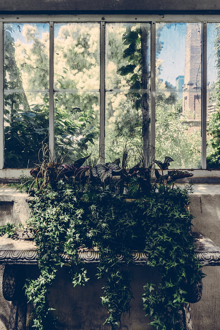 του θερμοκηπίου, φύλλα, φυτό, παράθυρο, εικόνες