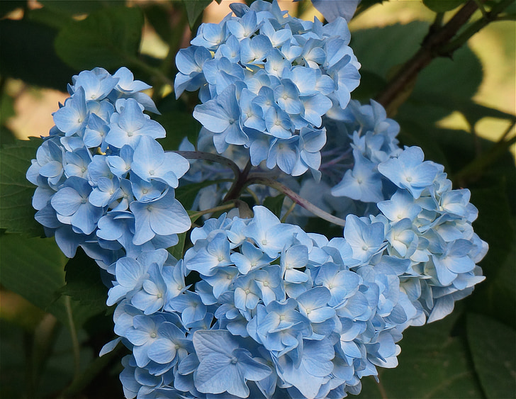 blue hydrangea, hydrangea, flower, plant, blossom, bloom, garden