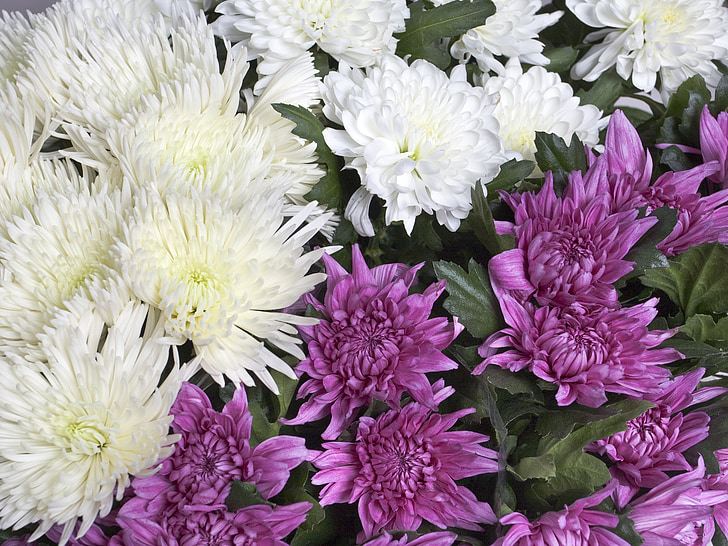 chrysanthème, fleurs, fleurs de jardin, blanc, Purple