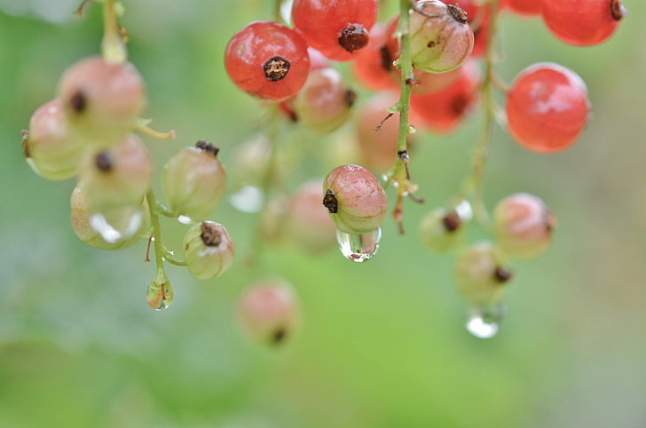 Berry, rouge, eau, laisser tomber, nature, Wet, macro