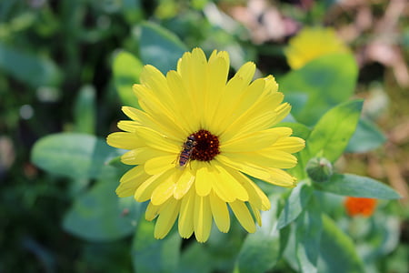 kvet, Bee, letné, žltá, Príroda, rastlín, Petal