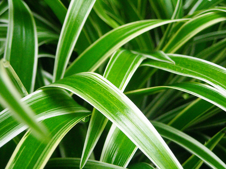taim, Dekoratiivne, lehed, roheline, valge, pikkus on