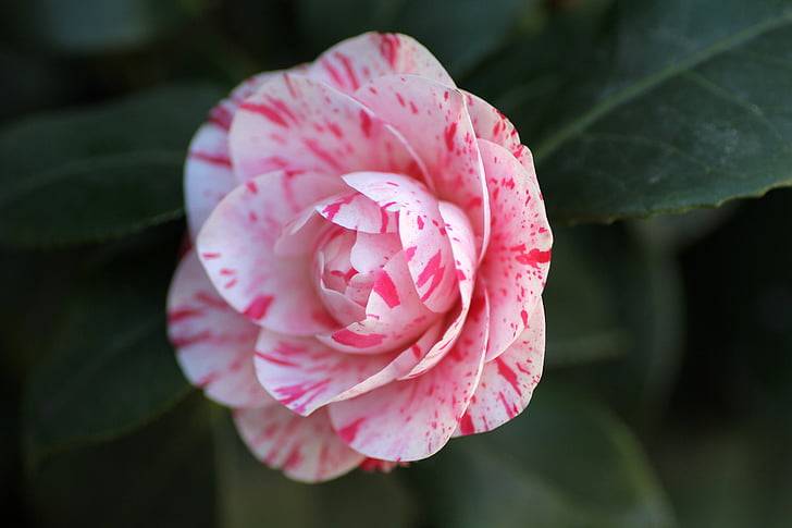 Camellia, květ, růžová, Příroda, závod, list, růžová barva