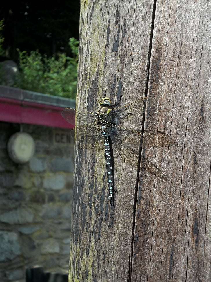 Dragon fly, insect, zomer