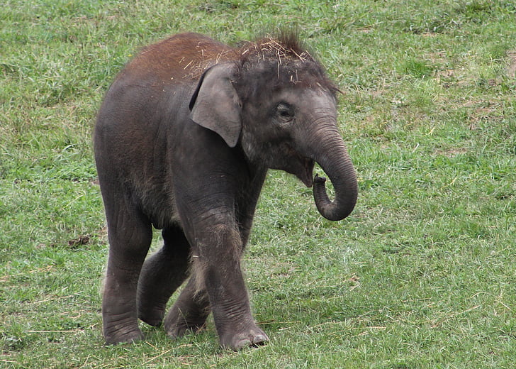 nadó, elefant, zoològic, vida silvestre, vedell, Safari