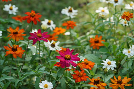 çiçekler, Güzellik, renkli, Botanik, Bahçe