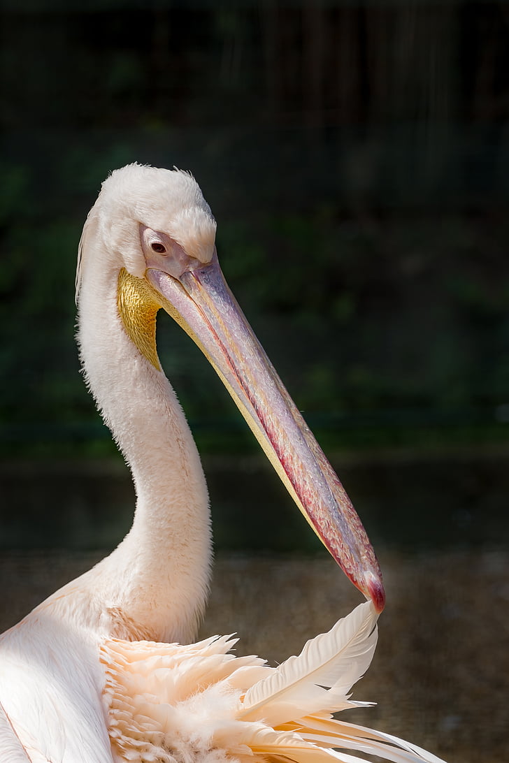 Pelican, roosiline pelican, suur valge pelican, pelecanus onocrotalus, lind, tiibadega, karvased