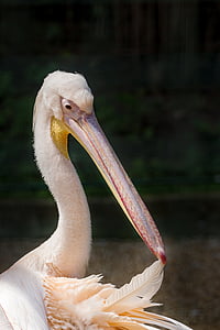Pelican, ruusuinen pelican, suuri valkoinen pelican, Pelecanus onocrotalus, lintu, siivekäs, riistalintujen