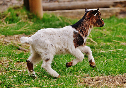 goat, wildpark poing, young animals, playful, romp, cute, small