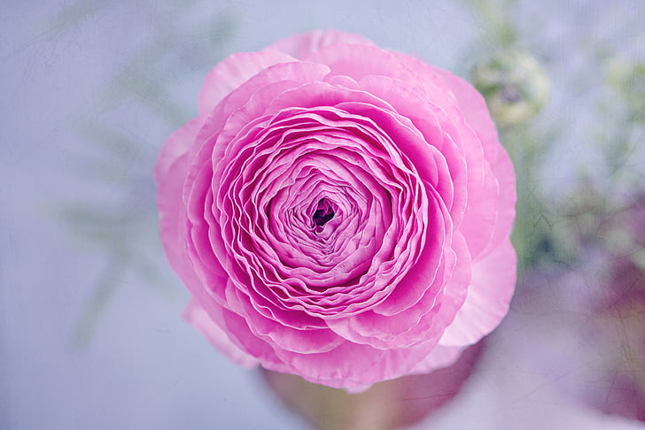 ranunculus, blossom, bloom, petals, pink, tender, spring flower