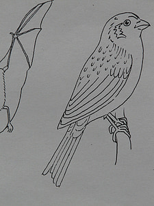 oiseau, Sparrow, animal, pages à colorier, peinture, tirage au sort, modèle de signe
