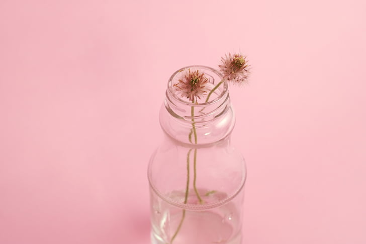 pissenlits, fleurs, vase