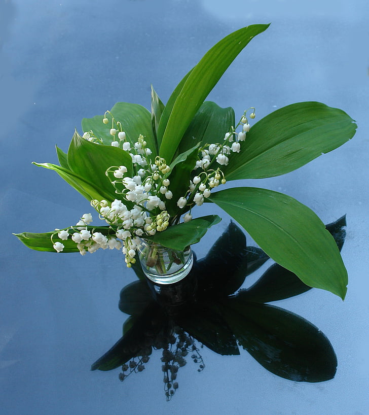 lily of the valley, plant, garden, flower, nature, bouquet, leaf