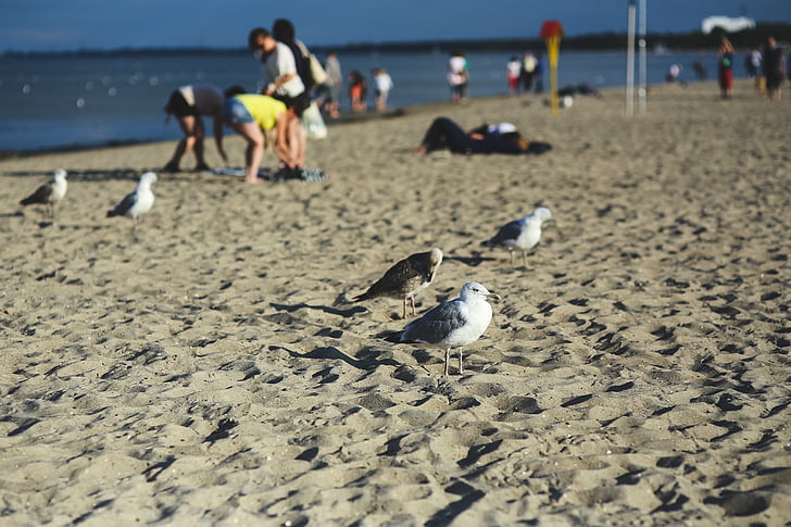Οι Γλάροι, πουλιά, Άμμος, παραλία, στη θάλασσα, άτομα, bokeh