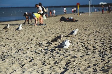 gaivotas, aves, areia, praia, mar, pessoas, bokeh