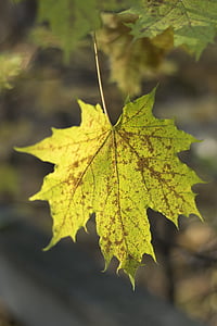 το φθινόπωρο, φύλλο, κίτρινα φύλλα, Κίτρινο, Χρυσή φθινόπωρο, φθινοπωρινά φύλλα, φύση