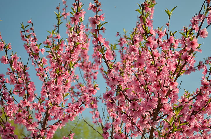 Bloom, persikka, Peach blossoms, kukkiva puu, kukat, haara, kevään