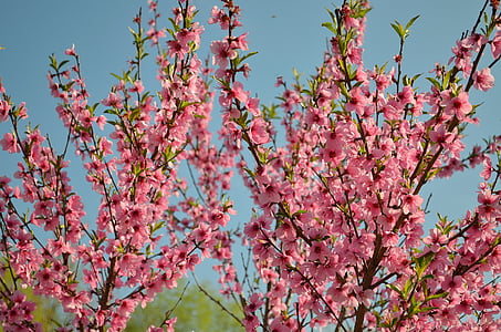 Bloom, broskev, broskvové květy, Kvetoucí strom, květiny, větev, jaro