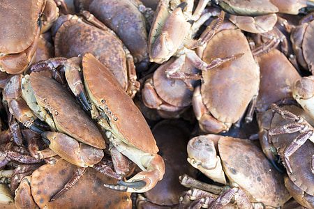 crab, lobster, seafood, shell, animal, sea, fresh