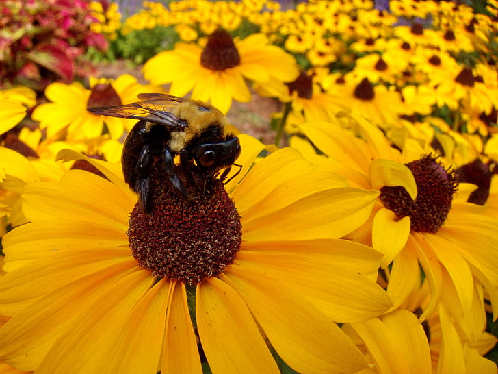 земните пчела, цвете, жълто, цветни, пчели, Дейзи, цъфтеж