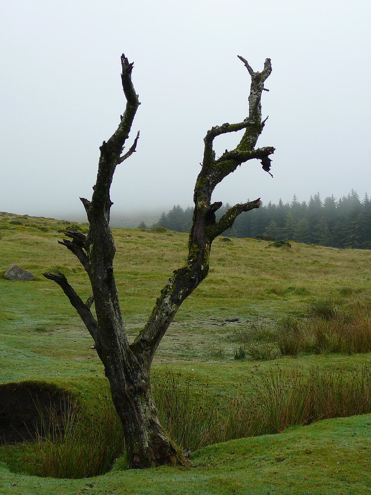 Dartmoor, místico, Inglaterra, Reino Unido, paisagem, Moor, Parque Nacional