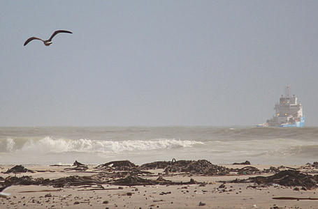 Pantai, Gull, terbang, laut, kabur, pantai pasir