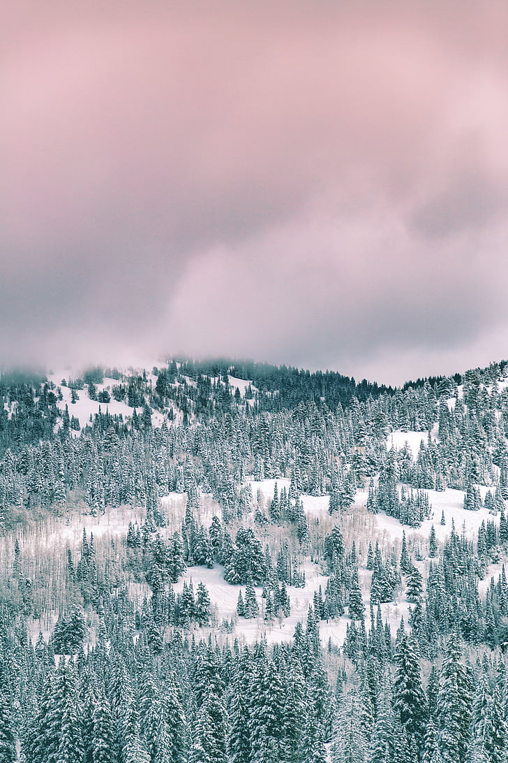 sneg, ki zajema, dreves, polje, oblačno, nebo, oblak