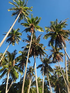 île de cheval, arbres de noix de coco, bois