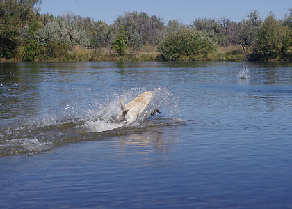 dog, lake, fetch, splash, dive, water, pet