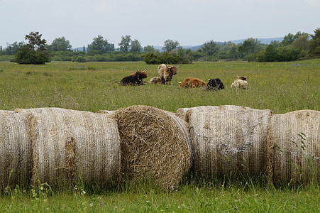 cattle, hay bales, hay, pasture, graze, cows, agriculture