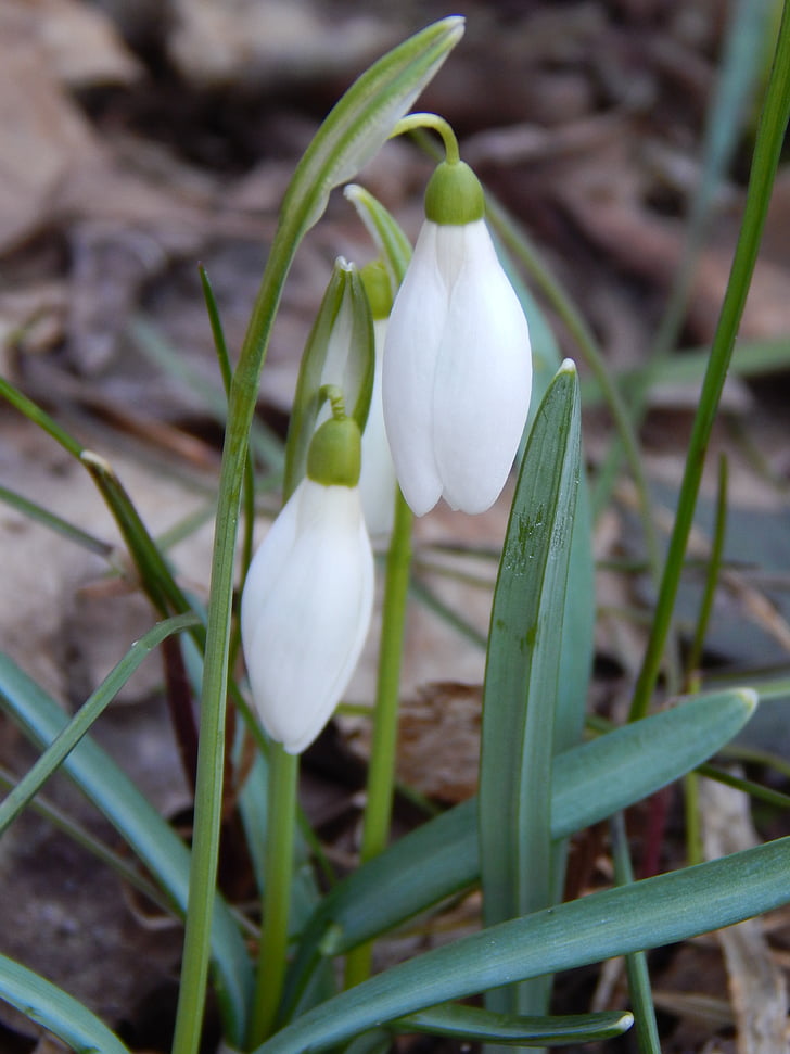 λευκόιο, άνοιξη, Ανοιξιάτικα λουλούδια