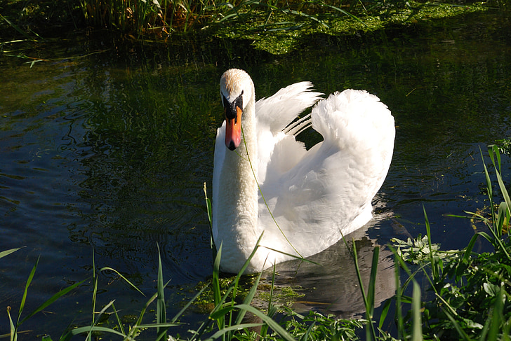 mute swan, Cygnus olor, penaj, păsările de apă, alb, apa, pasăre