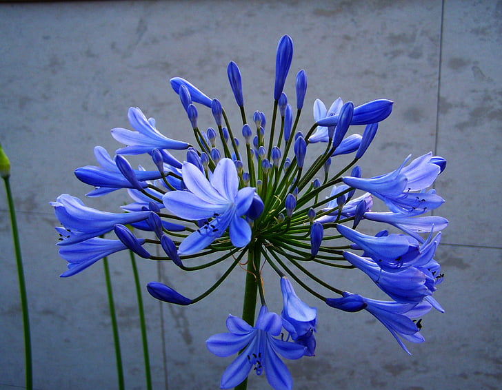 clívia, blue flower, flower garden